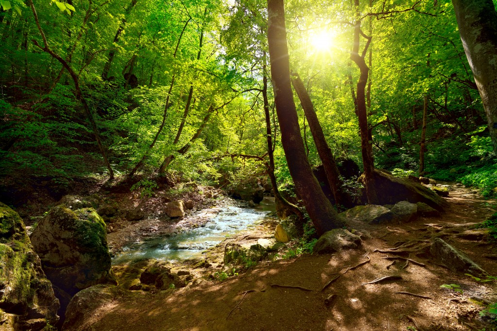 The mountain river in the forest at night and sunlight